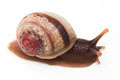 Acavus haemastoma haemastoma Mirrisa, Sri Lanka juvenil, 15 mm